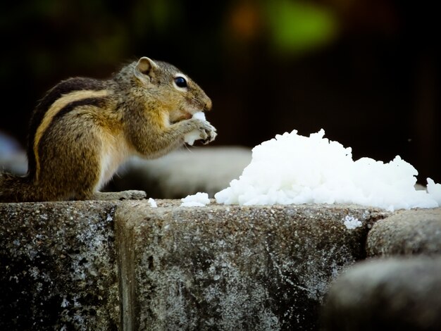 Squirrel_eating_food
