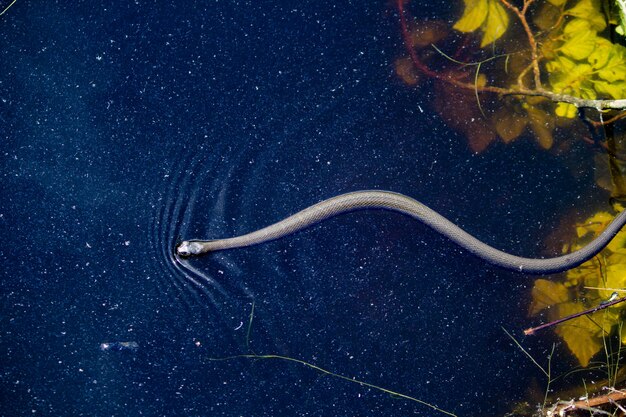 Srebrny cienki i długi wąż unoszący się nad wodą w ciemnoniebieskim stawie z dużymi żółtymi liśćmi