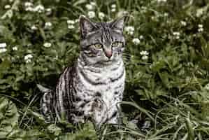 Bezpłatne zdjęcie srebrny kot na zielonych trawach