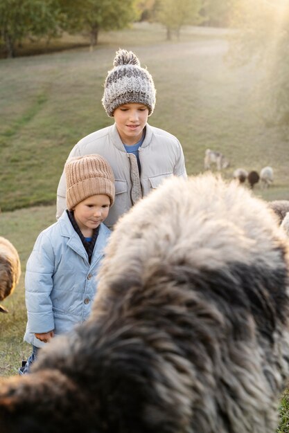 Średnio strzałowe dzieciaki z owcami