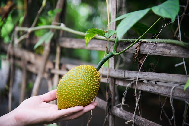 Średniorolny mienia dziecka jackfruit w jego organicznie gospodarstwie rolnym - ludzie z zielonego miejscowego domu rolniczym pojęciem