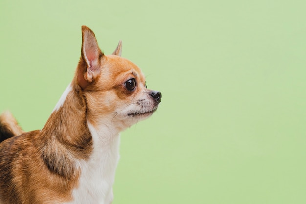 Środek strzelający chihuahua pies na zielonym tle