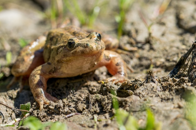 Bezpłatne zdjęcie Śródziemnomorska malowana żaba odpoczywa w błocie i wodzie