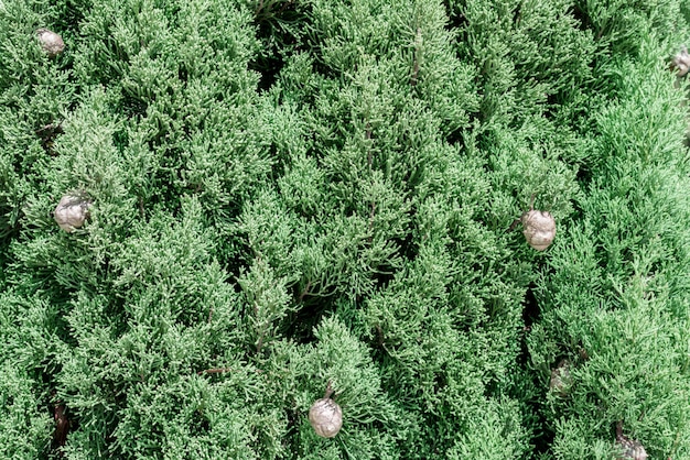 Śródziemnomorski Liści Cypress I Szyszek