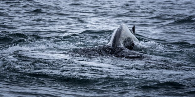 Ssea i ogon wieloryba podczas pływania