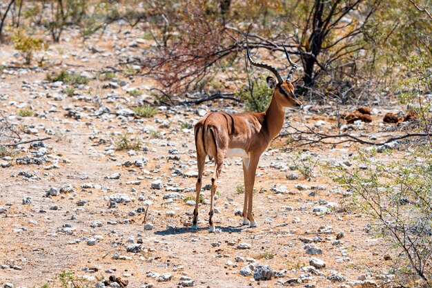 Stado antylop i strusi antylopy w wodopoju, Okaukuejo, Park Narodowy Etosha, Namibia