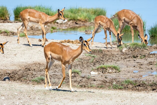 Stado antylop i strusi antylopy w wodopoju, Okaukuejo, Park Narodowy Etosha, Namibia