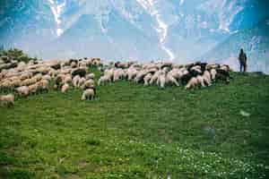 Bezpłatne zdjęcie stado bydła i pasterzy pasących się na zielonych polach