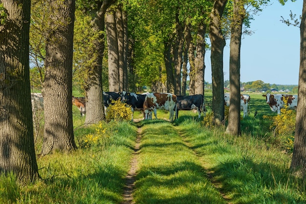 Stado holenderskich krów przechodzących przez drogę otoczone mnóstwem wysokich drzew