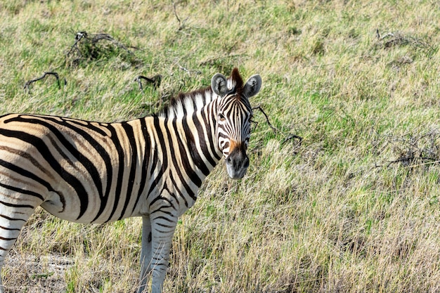 Bezpłatne zdjęcie stado je szkła pole w etosha parku narodowym zebra, namibia