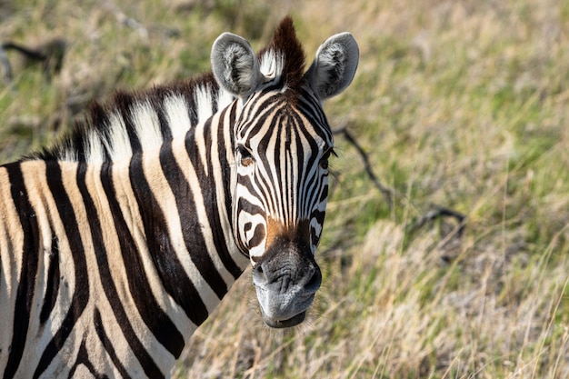 Stado je szkła pole w Etosha parku narodowym zebra, Namibia