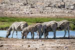 Bezpłatne zdjęcie stado je szkła pole w etosha parku narodowym zebra, namibia