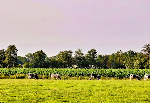 Stado krów pasących się na pastwisku z pięknymi zielonymi drzewami w tle