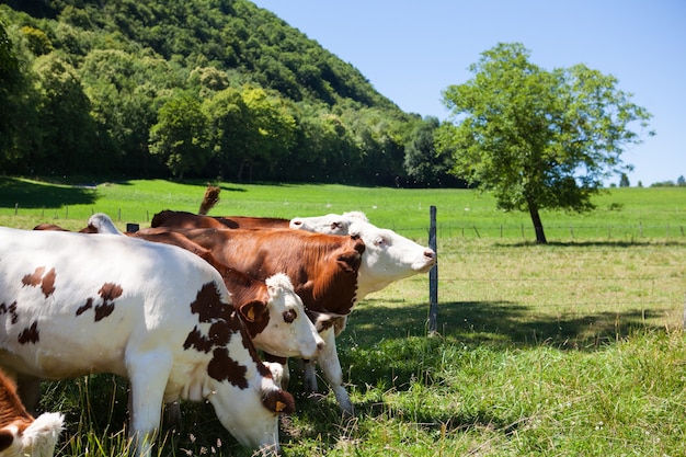 Bezpłatne zdjęcie stado krów produkujących mleko do sera gruyere we francji na wiosnę
