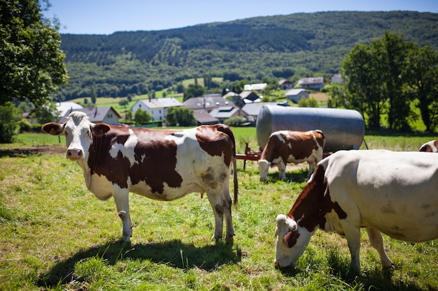 Bezpłatne zdjęcie stado krów produkujących mleko do sera gruyere we francji na wiosnę