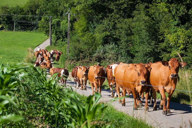 Stado krów produkujących mleko do sera Gruyere we Francji na wiosnę