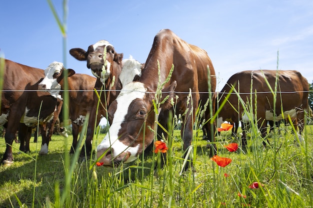 Stado krów produkujących mleko do sera Gruyere we Francji na wiosnę