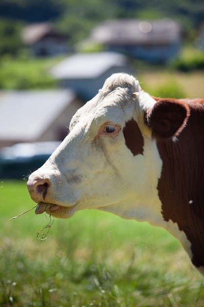 Stado krów produkujących mleko do sera Gruyere we Francji na wiosnę