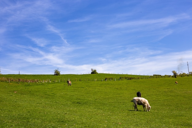 Stado krów wypasanych na pastwisku w ciągu dnia