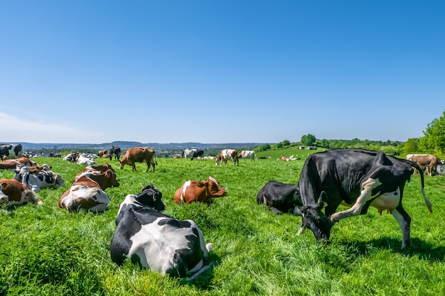 Stado krów wypasanych na pastwisku w ciągu dnia