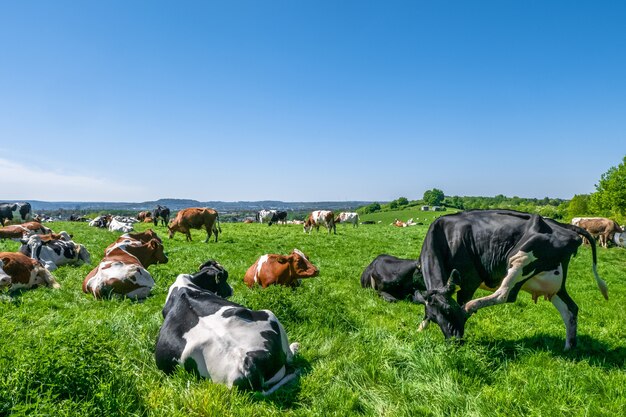 Stado krów wypasanych na pastwisku w ciągu dnia