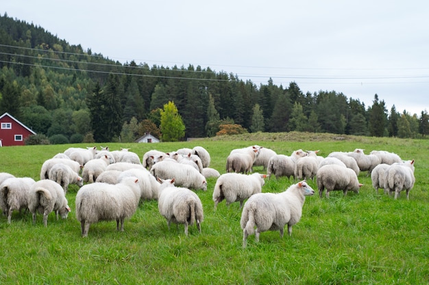 Stado owiec wypasanych na pastwisku w ciągu dnia