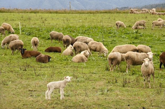 Stado owiec wypasanych na pastwisku w ciągu dnia