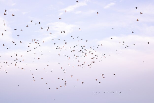 Stado ptaków latających na zachmurzonym niebie podczas migracji