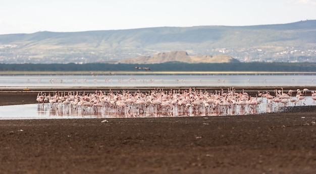 Stado większych różowych flamingów