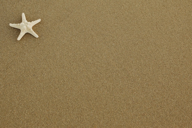 Starfish na piasku z miejsca na kopię