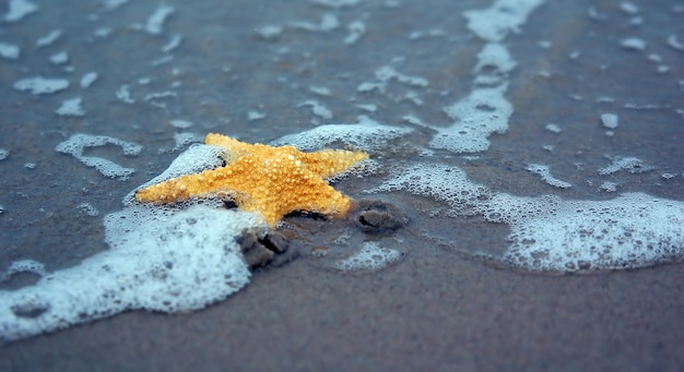 Bezpłatne zdjęcie starfish na piaszczystej plaży