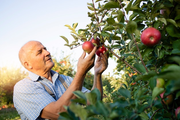 Starszy mężczyzna pracownik zbierając jabłka w sadzie owocowym