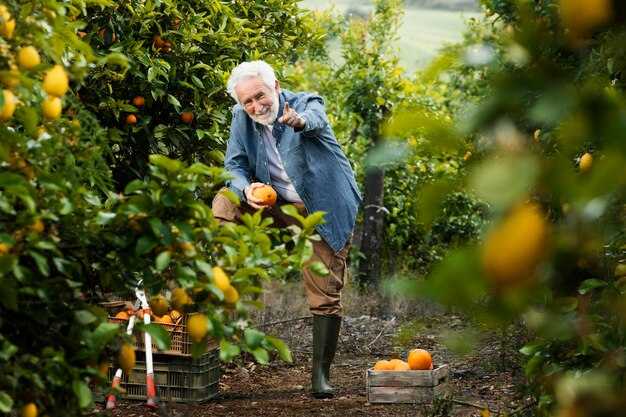 Starszy mężczyzna stojący obok jego drzew pomarańczowych