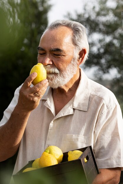 Starszy mężczyzna zbiera cytryny ze swojego wiejskiego ogrodu przydomowego