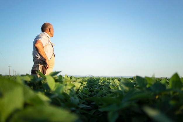 Starszy rolnik agronom w polu soi przeglądanie i sprawdzanie upraw przed zbiorami