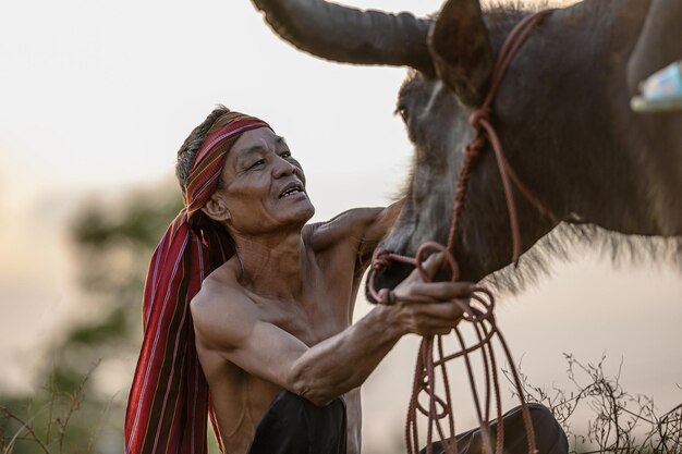 Starszy rolnik bez koszuli i turban w przepasce na biodrach dotyka bawołów z miłością i dbaniem po pracy w rolnictwie, pal w tle i kopiuj przestrzeń, wiejska scena wsi w Tajlandii