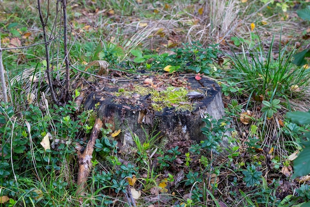 Stary kikut porośnięty mchem w jesiennym lesie