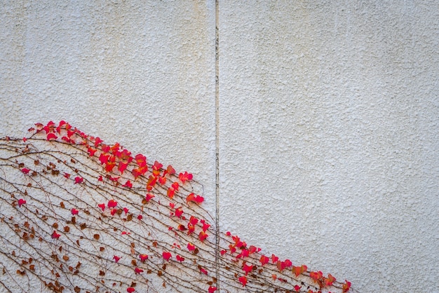 Bezpłatne zdjęcie stary mur z czerwonymi liśćmi.