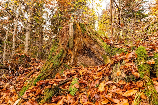 Stary zgniły kikut posypany wielobarwnymi opadłymi liśćmi w jesiennym gęstym lesie i zielonej pleśni