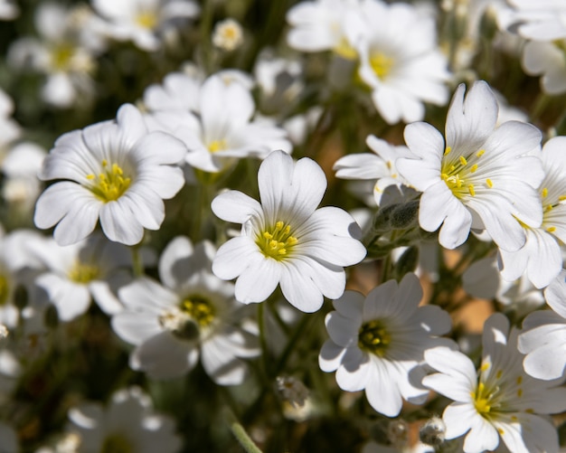 Bezpłatne zdjęcie stitchwort kwiaty w słoneczny dzień