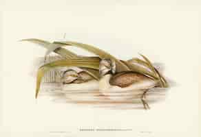 Bezpłatne zdjęcie straszny perkoz (podiceps poliocephalus) zilustrowany przez elizabeth gould