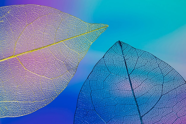 Streszczenie kolorowe jesienne liście