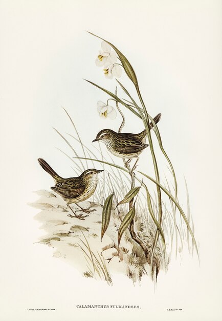 Striated Reed Lark (alamanthus fuliginosus) zilustrowany przez Elizabeth Gould