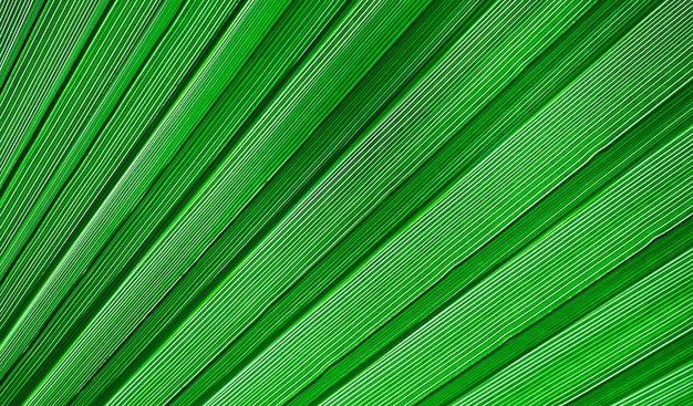 Bezpłatne zdjęcie struktura liścia palmowego z bliska koncepcja tła lub wygaszacza ekranu do reklamowania produktów ekologicznych i perfumerii
