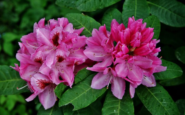 strzał różowy Gilliflowers kwitnące na wyspie Mainau w Niemczech