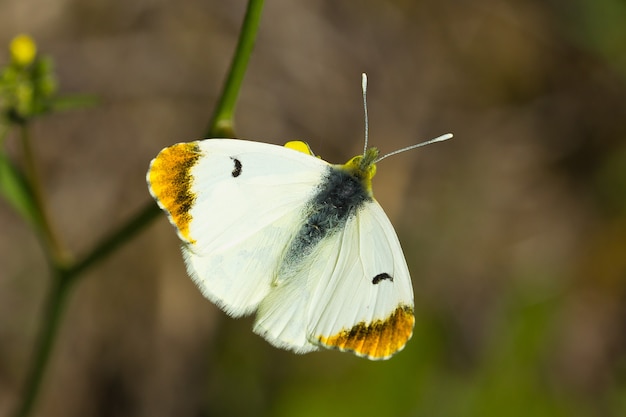 Bezpłatne zdjęcie strzał z pięknego rodzaju motyl pieridae na zewnątrz w ciągu dnia