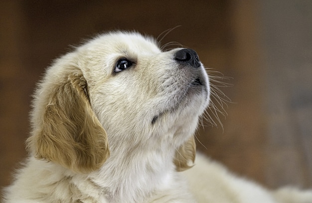 Strzał zbliżenie adorable golden retriever szczeniaka patrząc w górę