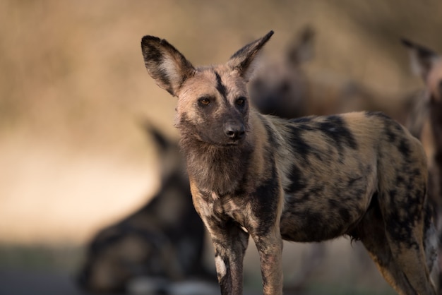 Bezpłatne zdjęcie strzał zbliżenie afrykańskiego dzikiego psa z niewyraźne tło