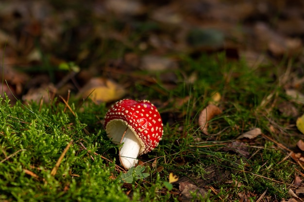 Strzał zbliżenie Agaric na ziemi w otoczeniu zieleni w promieniach słońca