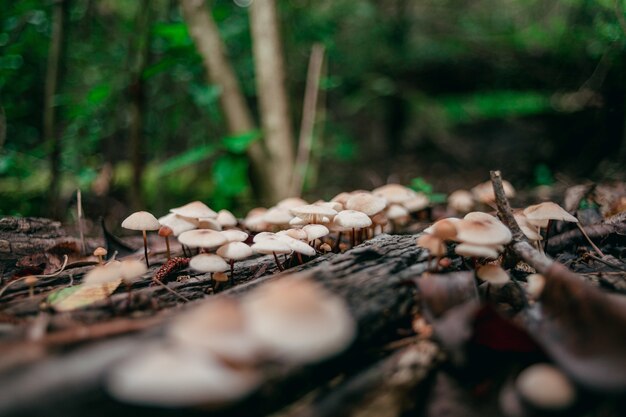 Strzał zbliżenie Agaricus w lesie